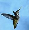 colibri