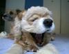 dogdogdog