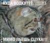 kotyk