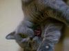 la_gata