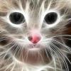 lilitcat