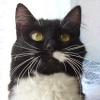 lucky-cat