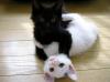roni_cat