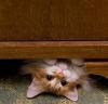 которашканя